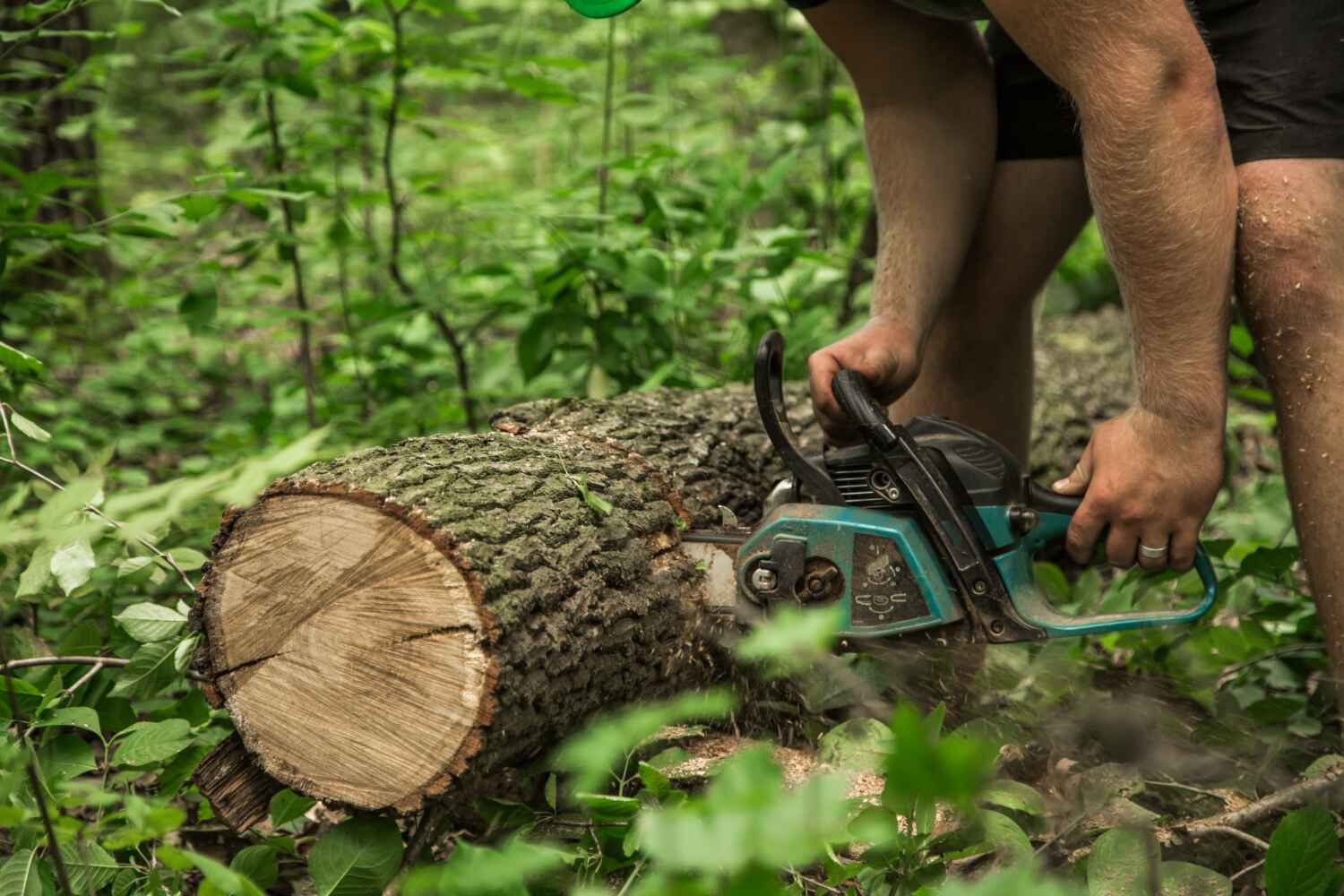 Best Tree Trimming and Pruning  in USA